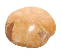 Mikinona Natural Sea Star Specimen Paleontological for Science Teaching and Home Decor Safe Material with Fine Texture Multipurpose Educational Collection Accessory