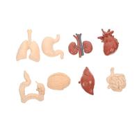 Mikinona Realistic Human Organs Model for Teaching Physiology and Anatomy Educational Cognitive Prop for Students Medical and Nursing School Learning Aid