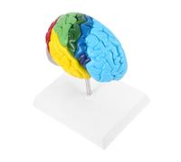 Mikinona Scale Human Right Half Brain Anatomy Model with Detailed Labeling Realistic Craftsmanship for Medical Education Neuroscience Study and Classroom Teaching Aid