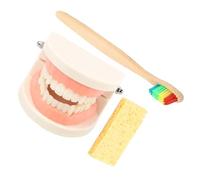 Mikinona Teeth Model Kit with Toothbrush for Teaching Basic Brushing Skills Lightweight and Educational Demonstration for Oral Care Practice Random Color