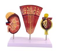 Milageto Human Kidney Model,Biology Demonstration,Education,Organs Nephron and Glomerulus for Teachers Students Display Teaching Aids