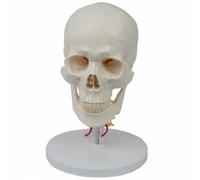 Milageto Teaching Aid Human Model Cranium Model Cervical Spine Model Head Model With Detachable Pieces Structure Study And Visual Reference In Classroom Teaching Drawing Training Studio Use