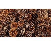 Milford Collection Natural Dried Pine Cones 3-7cm. 500 grams (approx. 60). Professional Quality.