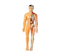 Milisten 1 Set Realistic Human Body Model Kit for Anatomy Puzzle with Detachable Parts DIY Science Experiment Tool for Boys and Educational Steam Learning for Family Bonding Activities