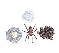 Milisten 1Set Life Cycle Model Educational Animal Evolution Decoration for and Natural Science Learning