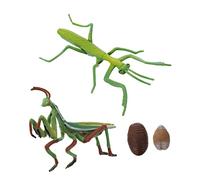 Milisten 1Set Mantis Life Cycle Model Educational Insect Growth Stage for Early Learning Interactive Storytelling and Homeschooling Vivid Stage Figurines for Exploring Nature