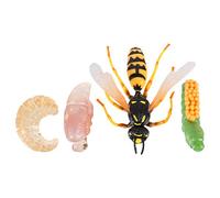 Milisten 1Set Realistic Wasp Growth Model Display Set Educational Insect Evolution for Cognitive Learning Aid Safe Materials for Science Projects and