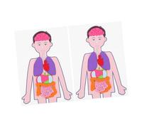 Milisten 2 Sets DIY Human Organs Models for Educational Anatomy for Organ Cognition Easy to Assemble Teaching Aid for Preschool Learning