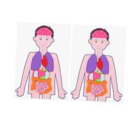Milisten 2 Sets Human Organs Models Creative Teaching Aid for DIY Learning for Cognitive Development and Family Interaction Lightweight and Odorless Educational Science Kit