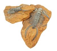 Milisten 2pcs Lifelike Lizard Reptile Box Decor Realistic Resin Fossil Trilobite Terrarium Ornaments Diy Landscape Crawling Accessories for Reptiles and Terrariums