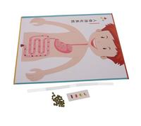 Milisten 4 Sets Human Digestive System Model Kit for DIY Science Experiment Educational for School Projects Homeschooling Parent Craft Supplies