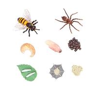 Milisten 8Pcs Simulation Growth Realistic Bee and Spider Models for Educational Insect Life Cycle Display for Home Decoration and Science Learning