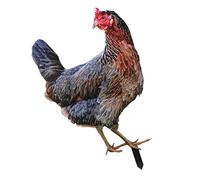 Milisten Acrylic Chicken Stake Garden Adornment Outdoor Art Double Sided UV Printed Decor for Lawn Rustic Farmhouse Style Easy to Install Garden Insert