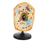 Milisten Anatomical Animal Cell Model for Biology Teaching Enlarged Visual Animal Cell Structure Educational Tool for Middle School and College Science Classes