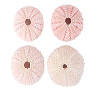 Milisten Coastal Craft Decor Sea Urchin, 4 Pcs Natural Sea Urchins Shells Decor, Sea Urchin Seashells Decorative Air Plant Hanging Holder, Great for Craft and Decor Tillandsia Planter