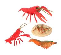 Milisten Creative Crayfish Growth Cycle Model Realistic Crayfish Figurine for Educational Play Stimulating Imagination and Nature Understanding Safe and