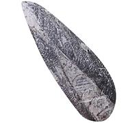 Milisten Creative Orthoceras Specimen Large Natural Palaeocean Animal Teaching Tool for Science Education Decorative Collectible with Metaphysical Benefits