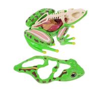 Milisten Detachable Frog Anatomy Model Educational for Teaching Aid for Teachers and Students Biology Puzzle Kit for Homeschool and Classroom Decor