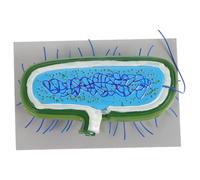 Milisten Realistic Bacteria Anatomy Model for Biology Teaching Engaging Educational Tool for Microbiology Studies Accurate Structure Display for Students and Researchers