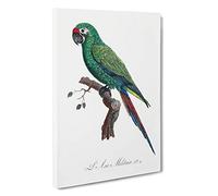 Military Macaw Parrot by F. Levaillant Canvas Print | Gallery Wrapped 30mm Frame Wall Art | 30x20 inches | Ready to Hang | Modern Animals Picture | Living Room Bedroom Lounge Office