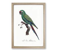 Military Macaw Parrot by F. Levaillant Framed Print | A2 Oak Framed Wall Art | Ready to Hang | Modern Military Picture | Living Room Bedroom Lounge Office