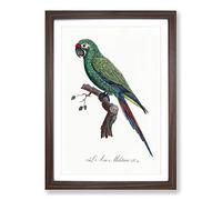 Military Macaw Parrot by F. Levaillant Framed Print | A2 Walnut Framed Wall Art | Ready to Hang | Modern Military Picture | Living Room Bedroom Lounge Office