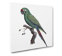 Military Macaw Parrot by F. Levaillant Vintage Canvas Wall Art Print Ready to Hang, Framed Picture for Living Room Bedroom Home Office Décor, 14x14 Inch (35x35 cm)