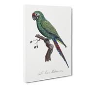 Military Macaw Parrot By F. Levaillant Vintage Canvas Wall Art Print Ready to Hang, Framed Picture for Living Room Bedroom Home Office Décor, 24x16 Inch (60x40 cm)