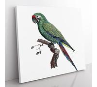Military Macaw Parrot by F. Levaillant Vintage Canvas Wall Art Print Ready to Hang, Framed Picture for Living Room Bedroom Home Office Décor, 50x50 cm (20x20 Inch)