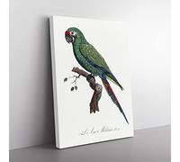 Military Macaw Parrot By F. Levaillant Vintage Canvas Wall Art Print Ready to Hang, Framed Picture for Living Room Bedroom Home Office Décor, 60x40 cm (24x16 Inch)