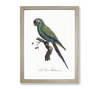 Military Macaw Parrot By F. Levaillant Vintage Framed Wall Art Print, Ready to Hang Picture for Living Room Bedroom Home Office Décor, Oak A4 (34 x 25 cm)
