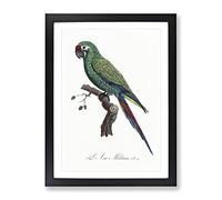Military Macaw Parrot By F. Levaillant Vintage Framed Wall Art Print, Ready to Hang Picture for Living Room Bedroom Home Office Décor, Black A2 (64 x 46 cm)