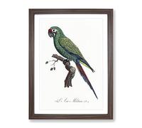 Military Macaw Parrot By F. Levaillant Vintage Framed Wall Art Print, Ready to Hang Picture for Living Room Bedroom Home Office Décor, Walnut A4 (34 x 25 cm)
