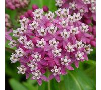 Milkweed 30ml Dosage Flower Essences Prepared from FES Stock essences