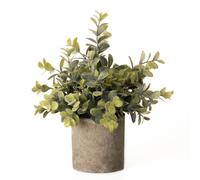 Millbry Hill Eucalyptus Plant In Stone Effect Pot - Gifts At Millbry