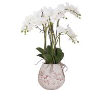 Millbry Hill Large Stone Potted Orchid With Roots - Gifts At Millbry