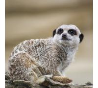 Millets Wildside Meet and Feed the Meerkats for Two