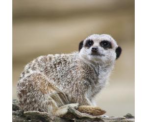 Millets Wildside Meet and Feed the Meerkats for Two