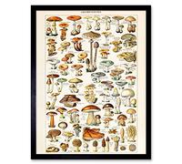 Millot Encyclopedia Page Mushrooms Fungus Art Print Framed Poster Wall Decor 12x16 inch