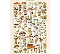 Millot Encyclopedia Page Mushrooms Fungus Framed/Unframed Wall Art Print Poster Home DŽcor A4 and A3