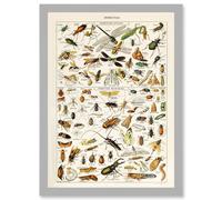 Millot Encyclopedia vintage Insects Dragonfly Nature Artwork Framed Wall Art Print A4 Artery8 Light Grey One Size