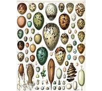 Millot Various Bird Eggs Large Art Print Poster Wall Decor 18x24 inch