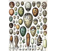 Millot Various Bird Eggs Wall Art Print