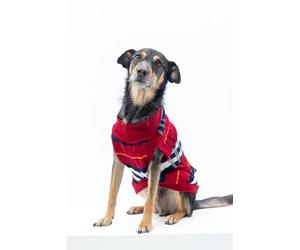Milou Pet Knit Dog Sweater, Red Navy White Plaid Stripe Pattern, 100% Polyester, Comfortable Pullover for Small Medium Large Dogs (Red Classic, 2)