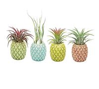 Mimeela 4 Pack Air Plant Holder Unique, Cute Pineapple Air Plant Stand Wall Planter, Ceramic Tillandsia Airplants Holders Hanging Wall Decor for Home Office (Pineapple-Small (1 x 2.1 in))