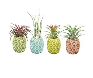 Mimeela 4 Pack Air Plant Holder Unique, Cute Pineapple Air Plant Stand Wall Planter, Ceramic Tillandsia Airplants Holders Hanging Wall Decor for Home Office (Pineapple-Small (1 x 2.1 in))