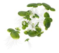 MINAOLULUS Simulation Floating Duckweed Fish Tank Plants 18pcs Artificial Pvc Floating Aquarium Plant Decor for Fish Tanks