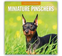 Minature Pinschers 2025 Square Wall Calendar