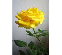 Mind Blowing Yellow Rose Journal: 150 page lined journal