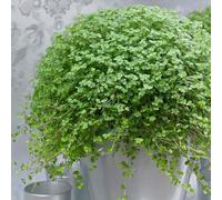 Mind Your Own Business Soleirolia Houseplant Indoor Foliage Plant 13cm Pot 15cm Primrose Green One Size